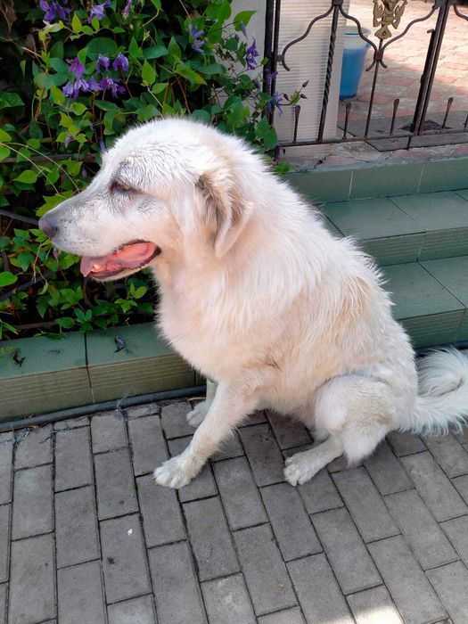 Алабай 3 роки...віддам як охоронця