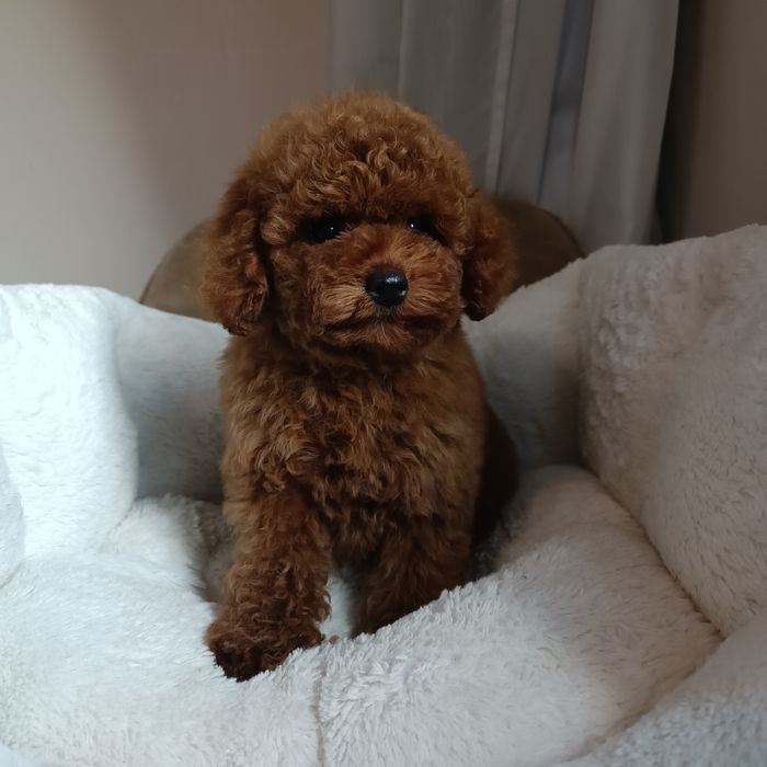 Дівчинка той пудель Китай. Київ