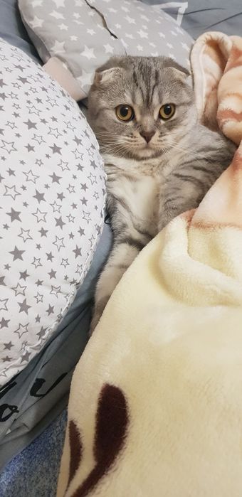 Гулька, у вислоухой кошки нужен прямоухий кот . Готовы привести сегодн