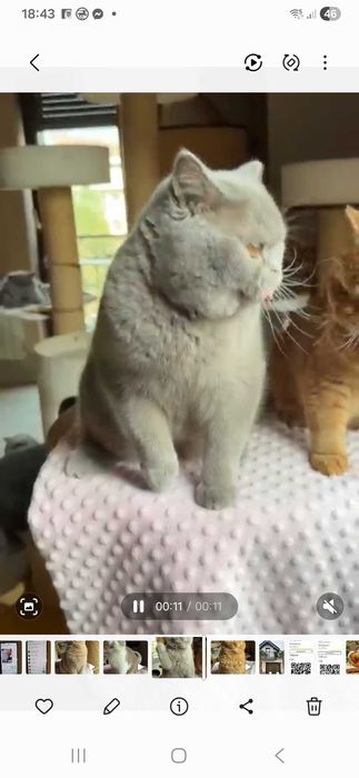 Piękny liliowy kocurek z legalnej hodowli Perła Południa