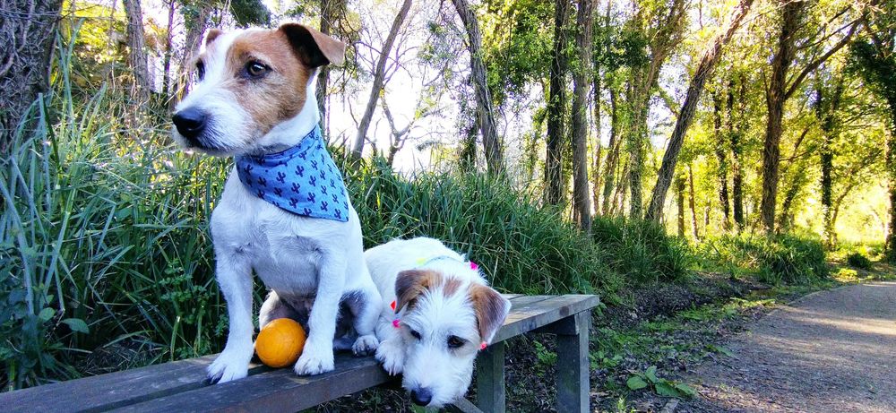 Hospedagem Familiar  Cães/ Creche/ Passeios (VNG)