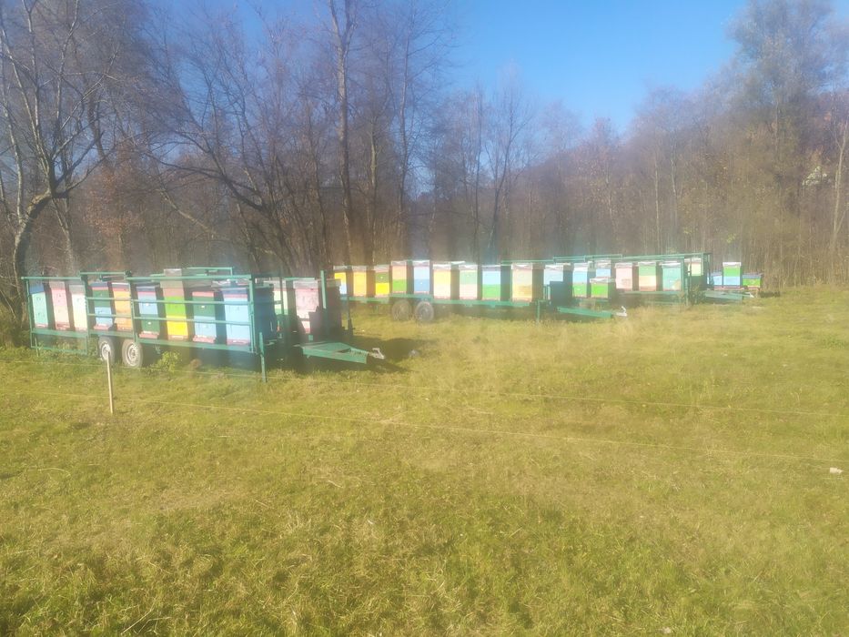 Rodziny pszczele 2026