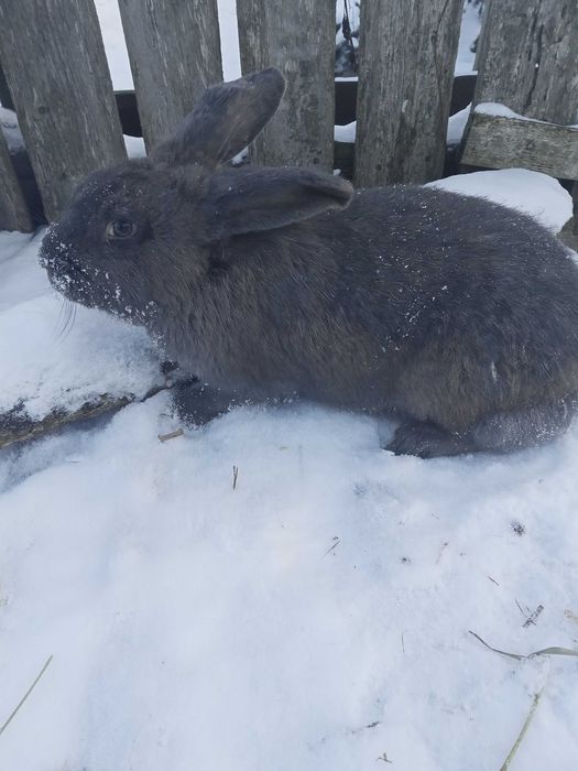 Продам кролів...