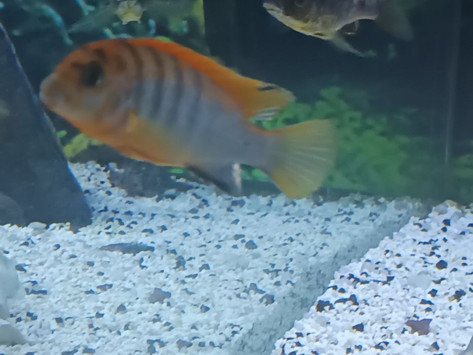 Labidochromis honji sweden