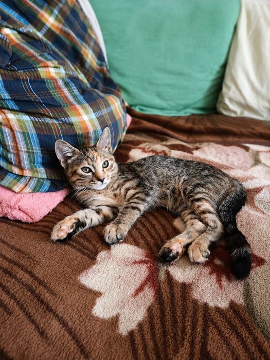 Маленькие котята бесплатно