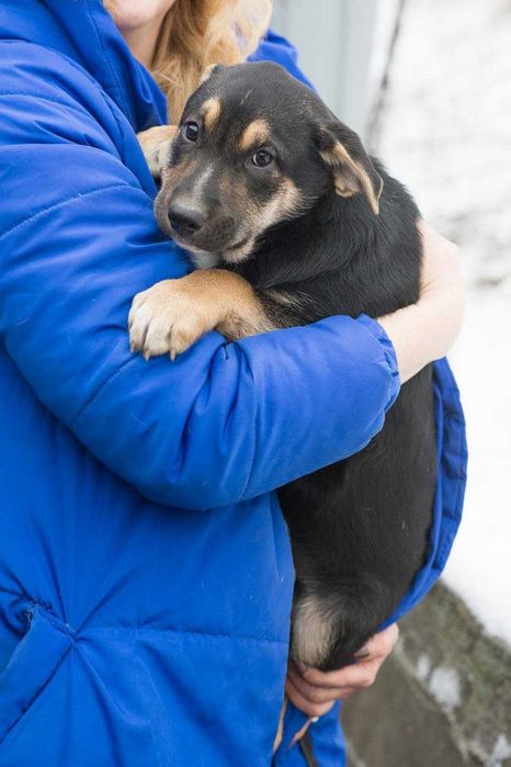 Цуценя 3 місяці шукає дім Бетсі