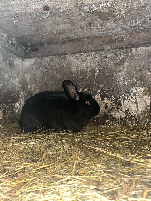 Kroliki baran francuski i mieszance