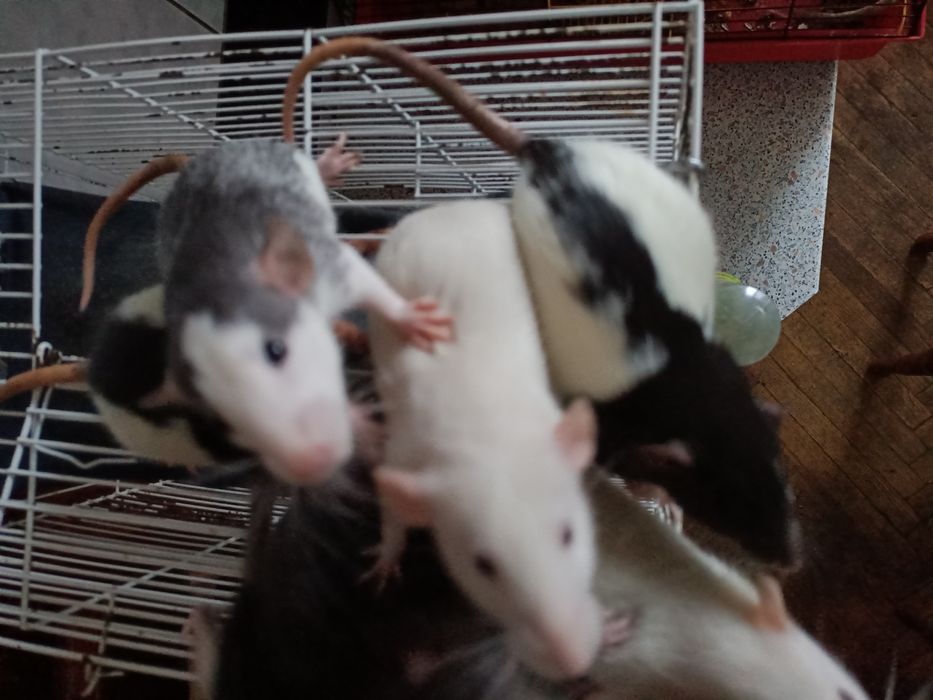 Ручні декоративні криски Дамбо