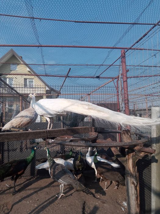 Paw szmaragdowy biały, samiec, 3 letni