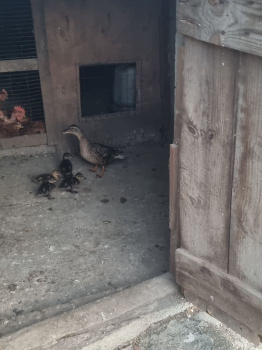 Pato Real ou Pato Bravo