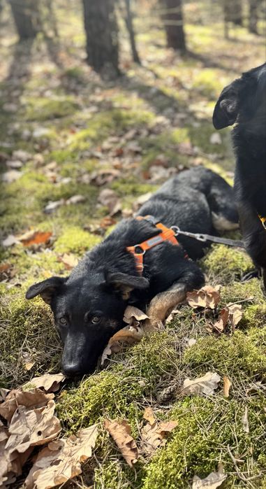Mambuś prosi o domek. Uratuj adoptuj ze schroniska!