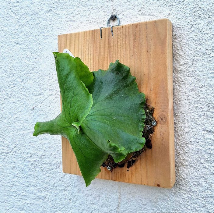 Platycerium coronarium