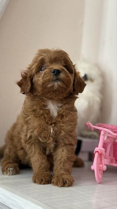 Лялька мальтіпу міні