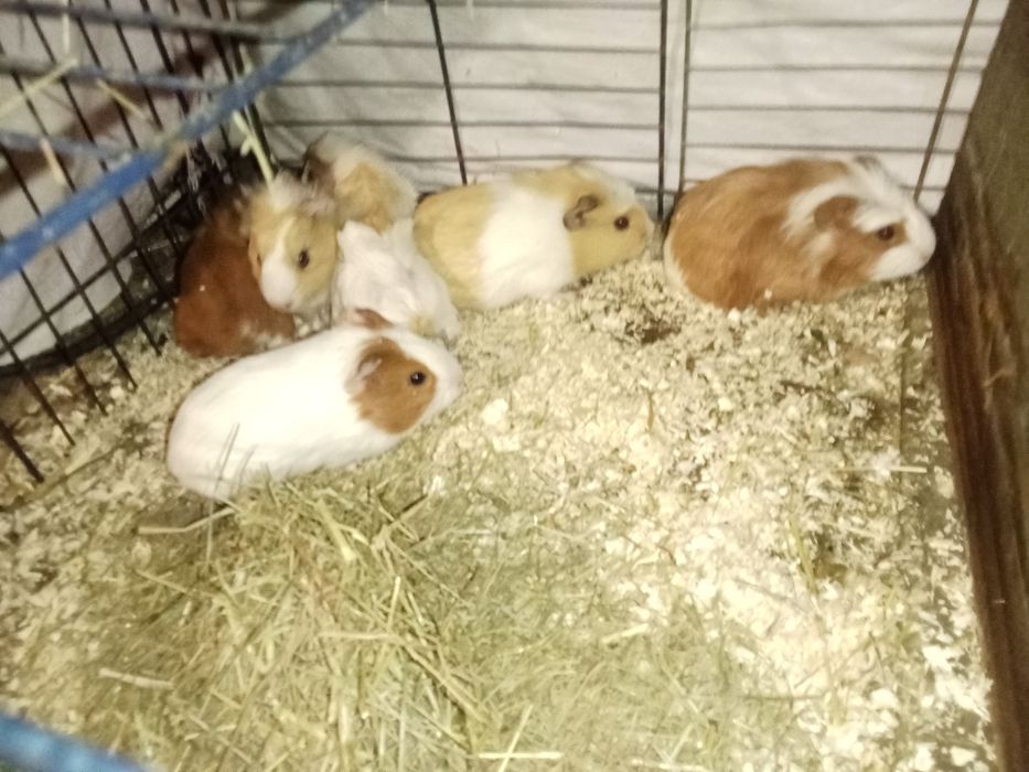 Coelhos caseiros etc