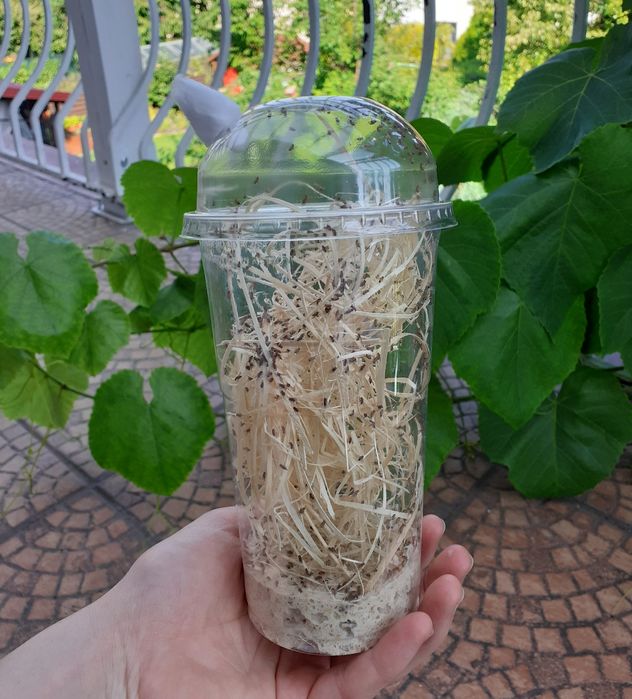 1x Drosophila melanogaster z heatpackiem