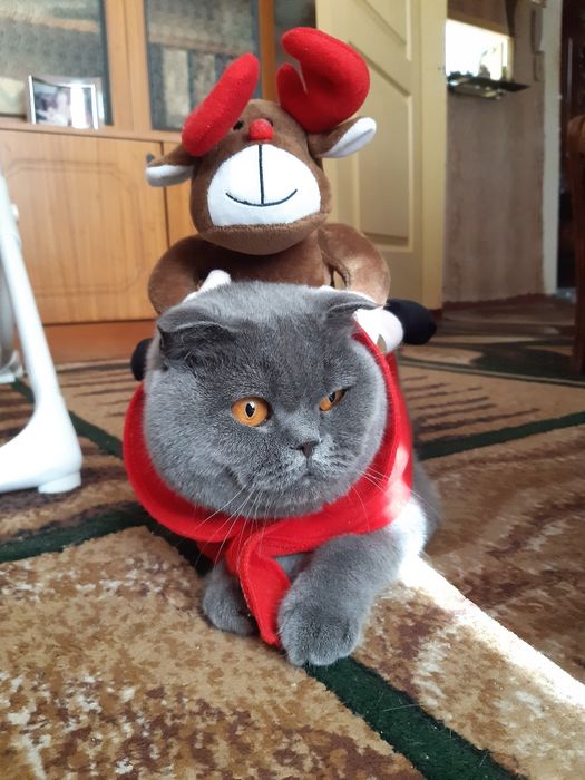 Накидка на кошку или кота