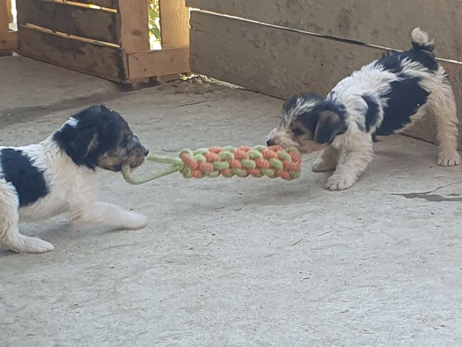 Продам фокстер'єри