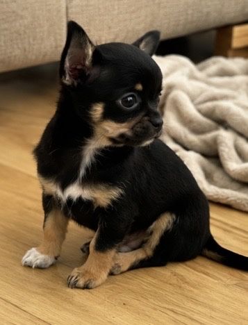 Chihuahua cudny piesek PRALINEK .