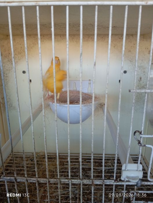 Vende se canários
