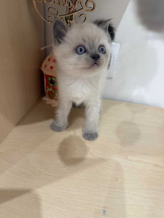 Шотландські чистокровні прямовухі кошенята