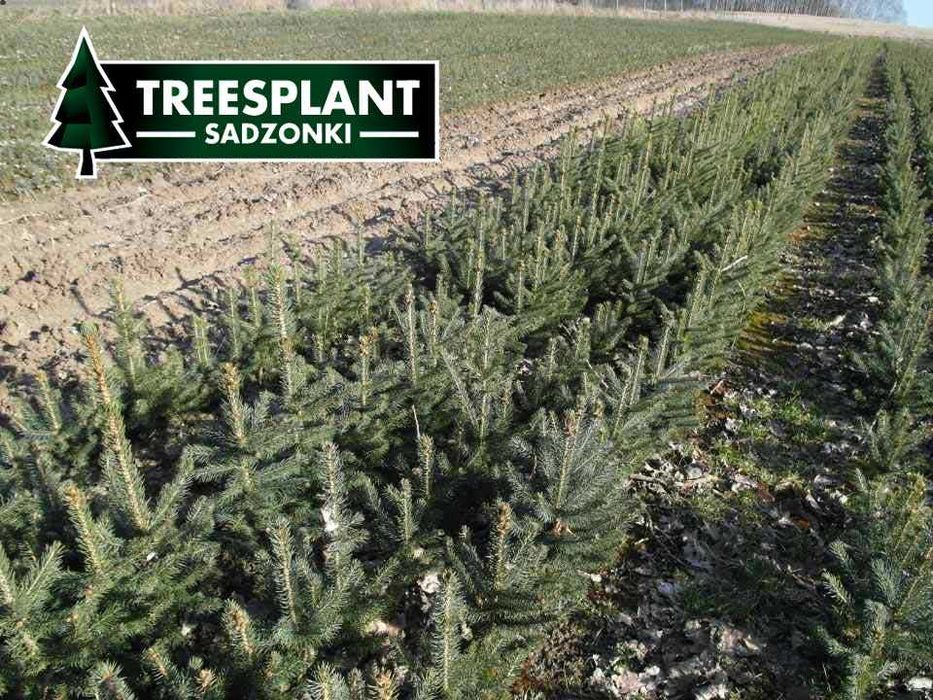 ŁÓDŹ Świerk Srebrny 2/2 30cm Szkółka sadzonki pospolity jodła kaukaska