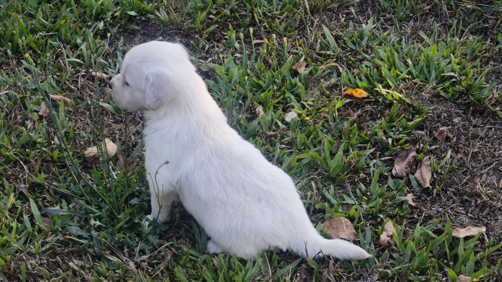 Golden Retriever   disponível.