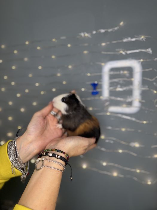 Морські свинки чарівні guinea pig різних порід
