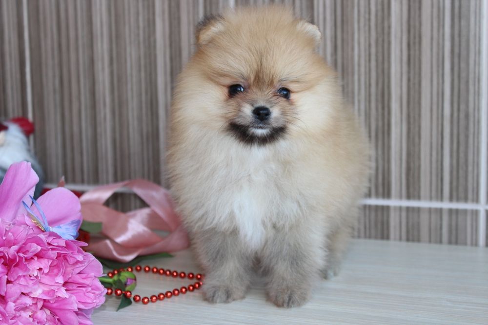 Маленькі ведмежатка Шпіци