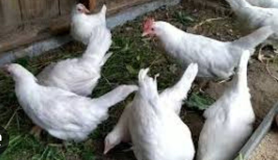 Курка не сушка Легорн