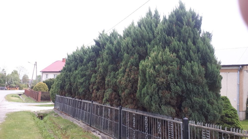 Tuje oddam za darmo