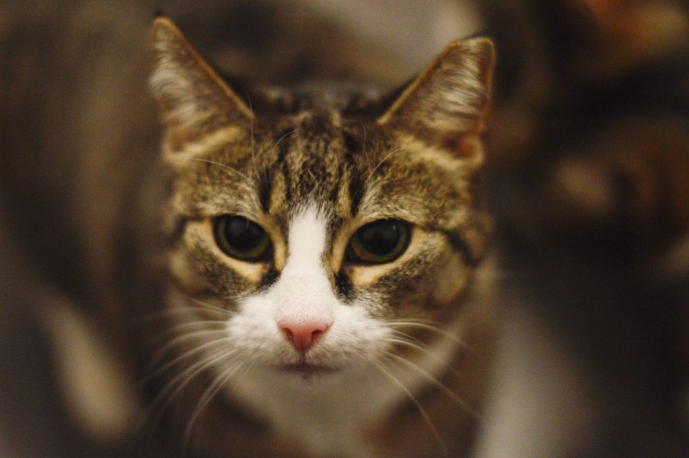 Koteczka Jagoda szuka domku