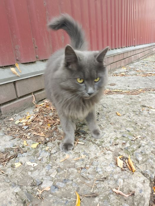 Котик в добрые руки