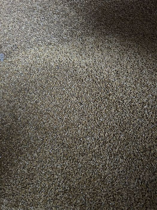 Jęczmień jary po centrali