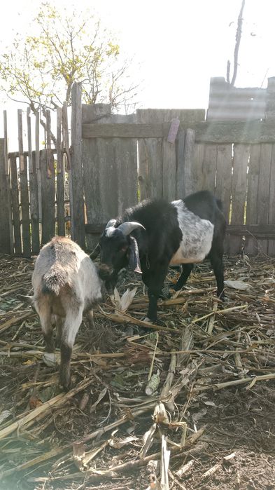 Козел двухлетка продам