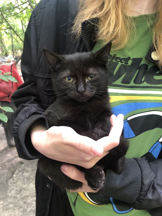Чорненька дівчинка в пошуку родини