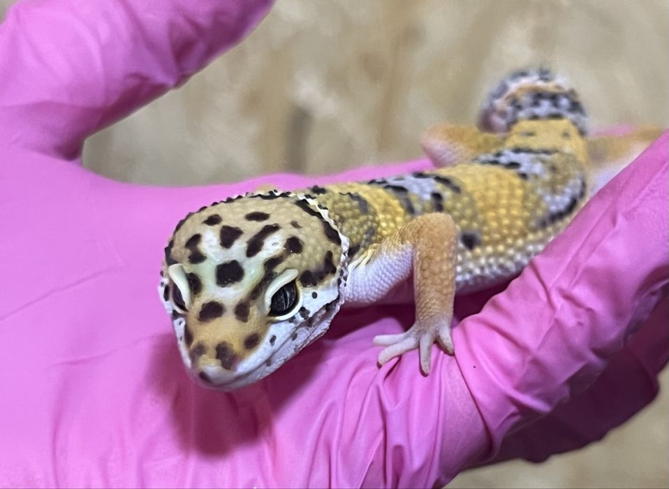 Gekon lamparci gekony lamparcie wyprawka