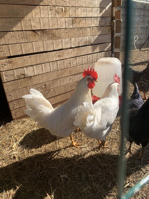 Galo Leghorn branco