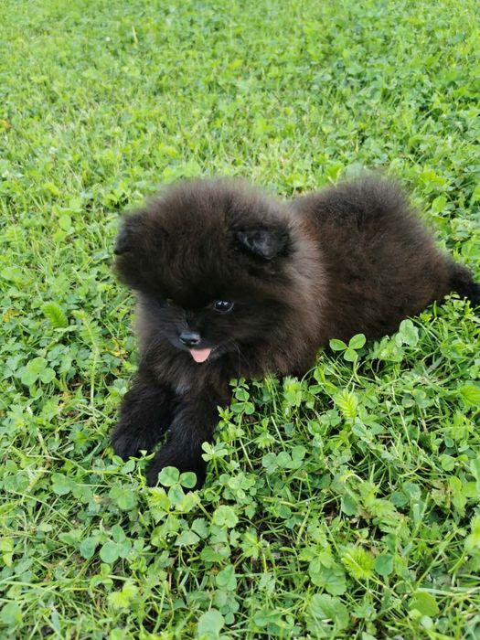 Szpic miniaturowy pomeranian piesek