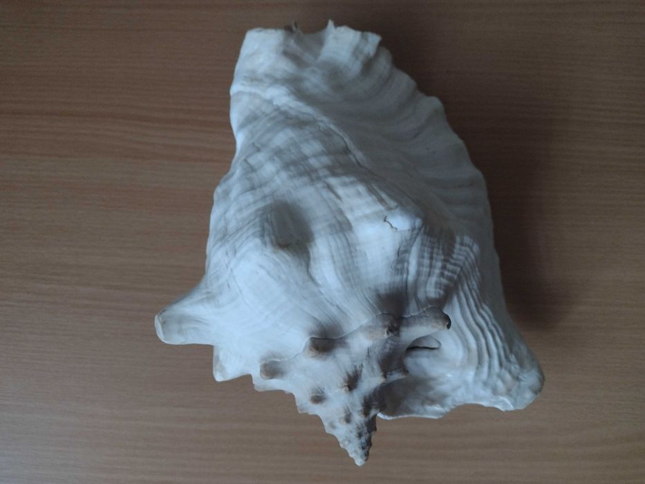 Akwarium muszla morska 23,5cm Warszawa