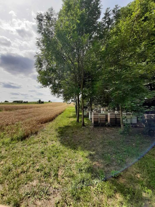 Miód lipowy z Roztocza, zbiory 2025