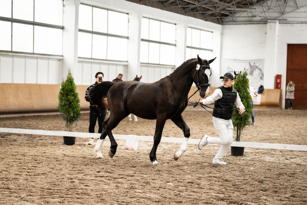 Ogier śląski 2 letni