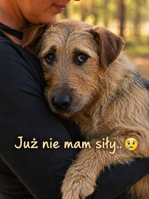 Alfik gaśnie w schronisku. Podaruj mu nowy początek
