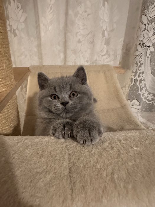Sprzedam kotke brytyjska niebieska