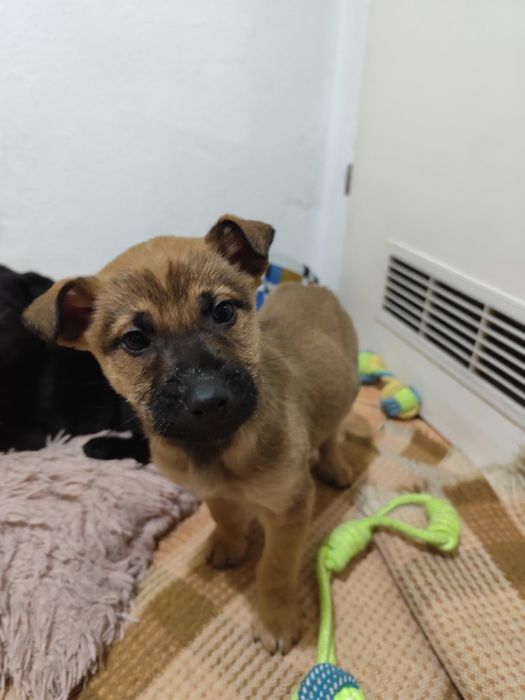 Oddam pieski/ Skierniewice