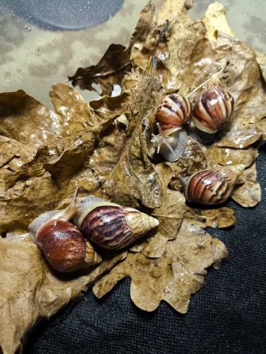 Ахатина Фуліка стандарт (5 шт)
Ахатина Фуліка стандарт