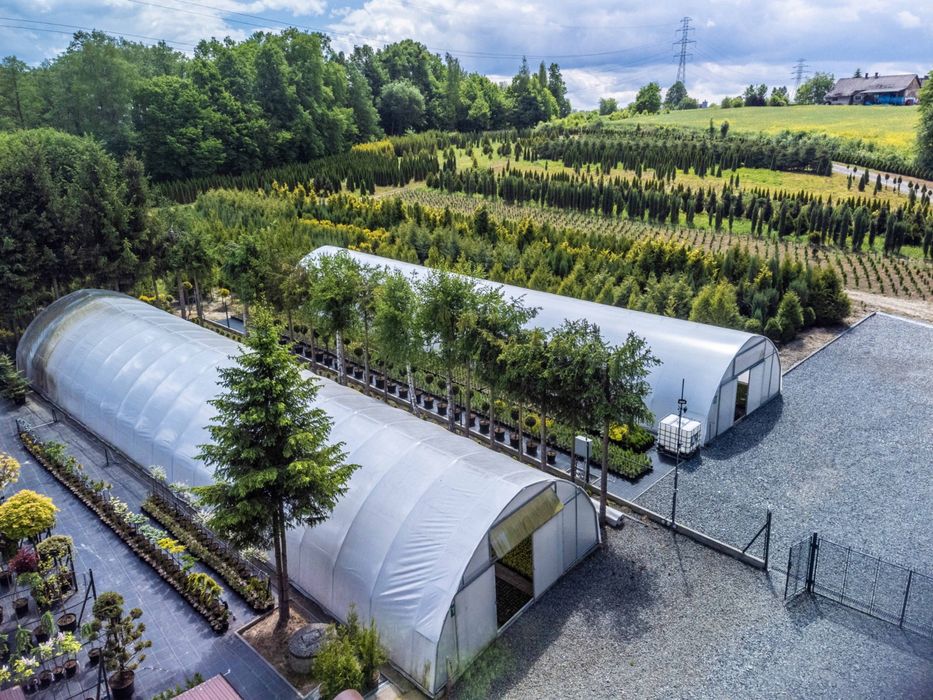TUJA SZMARAGD THUJA SMARAGD sadzonki 200szt/1szt - 1zł