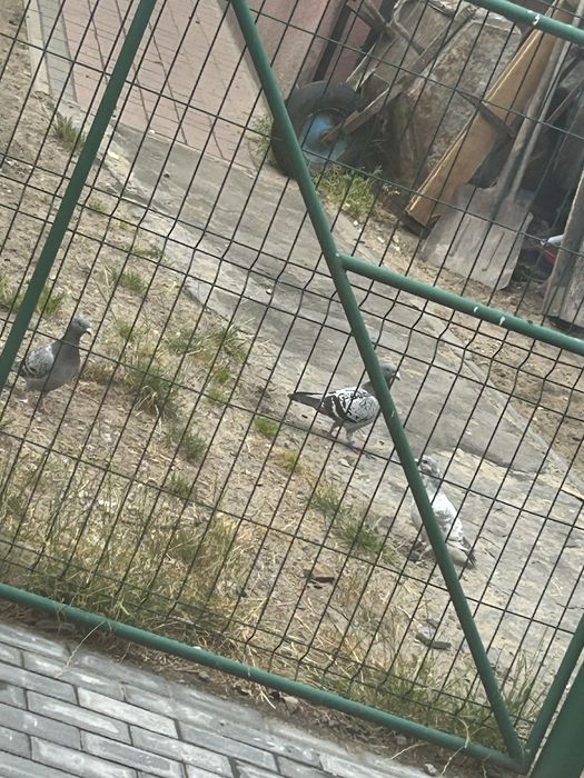Mam do oddania 8 golebie takich wiekszych oddam  za darmo jak najszybciej