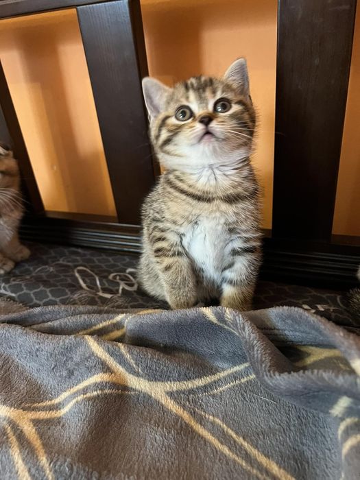 Шотландські кошенята
ред.