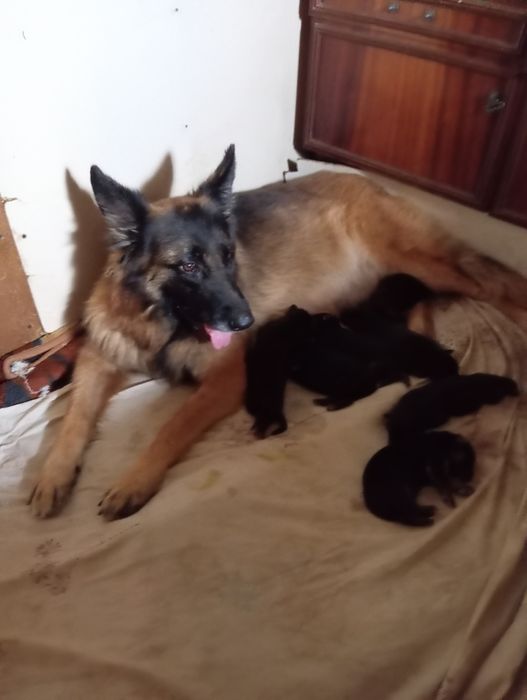 Питомник "THE GOLDEN PATH TO VICTORIY" предлогает роскошных щенков