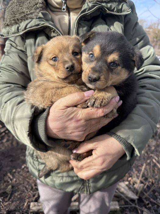 Цуценята шукають дім